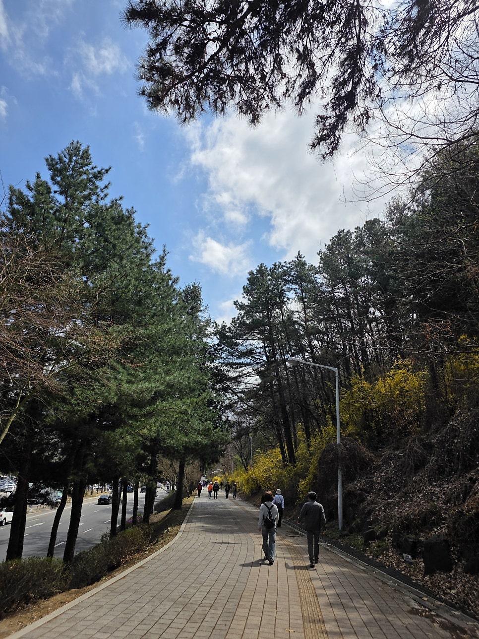 서울대공원 벚꽃과 푸른 하늘 조화