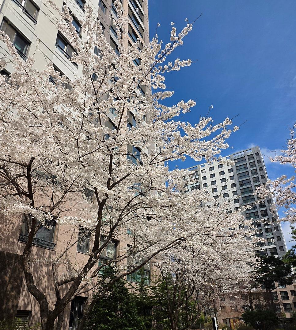 서울대공원 벚꽃축제 화사한 봄 햇살 풍경