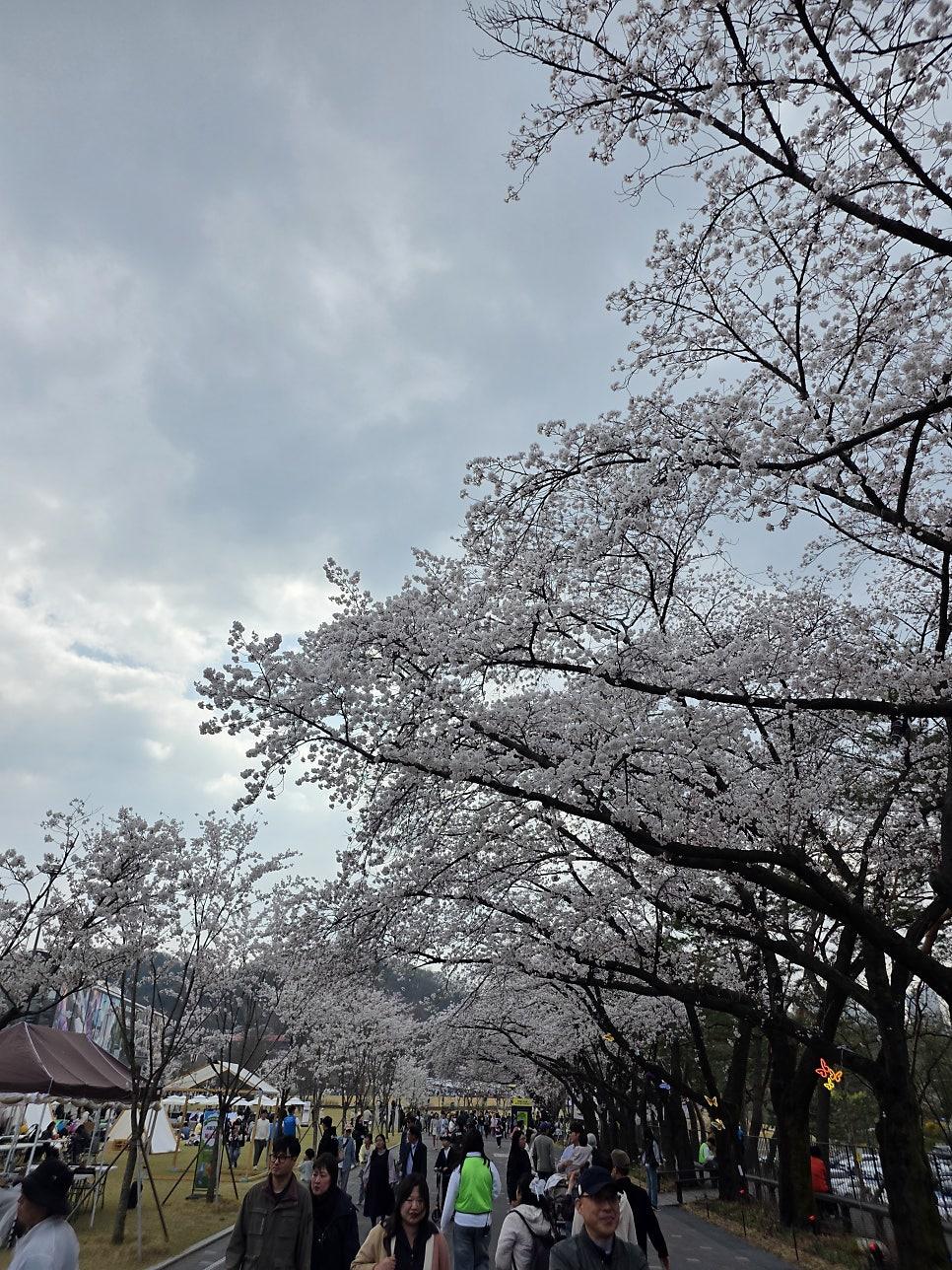 하늘에서 내려다본 서울대공원 벚꽃 터널 규모