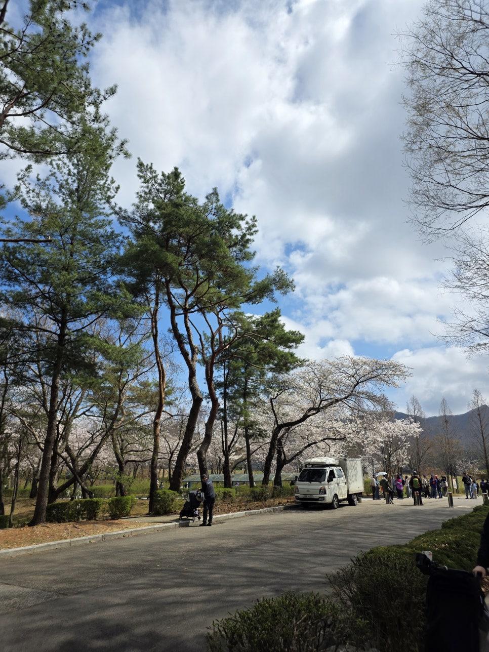 바람에 흩날리는 서울대공원 벚꽃